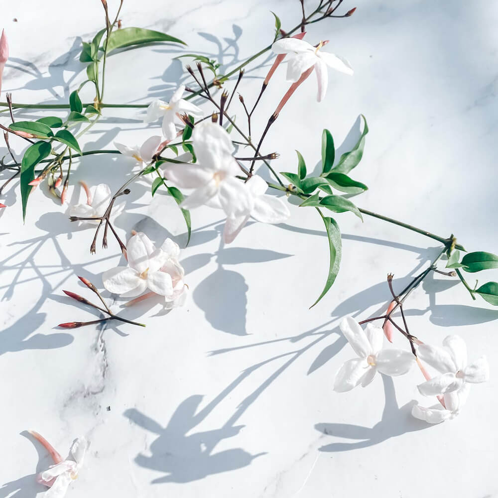 jasmine theme square &ndash; IN2 Scented Art